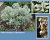 Salix helvetica "Oberdonau"